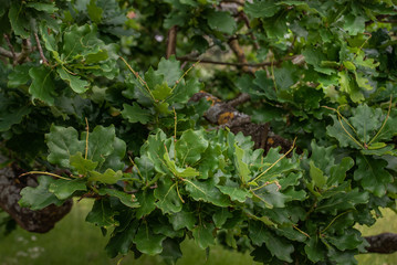 Brightly green leaves of oak "Quercus robur" full bloom grown in a botanic garden.