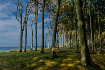 Wunderschöner Spaziergang am Gespensterwald an der Ostseeküste - Nienhagen/Deutschland
