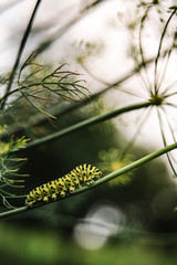 Green striped caterpillar climbing on plant's branch