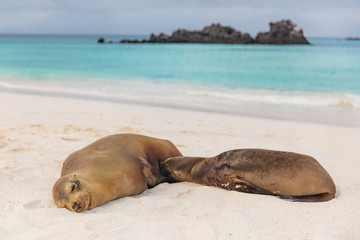 Galapagos islands wildlife sea lion pup breastfeeding photo of female sea lion mom with baby. From...