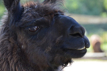 A llama at the farm