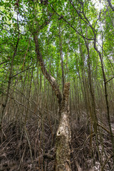 Mangrove forest in  Thailand, Roots of mangrove forest tree