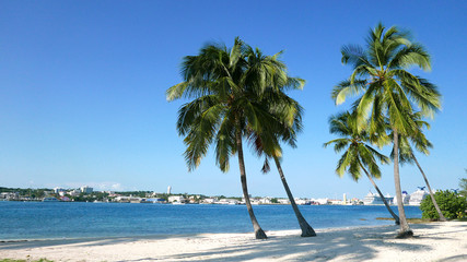Palmiers sur la plage - 2