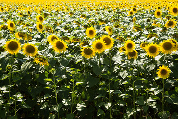 Obraz premium Big sunflower field