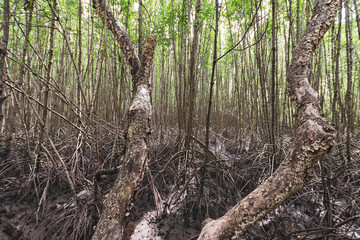 Mangrove forest in  Thailand, Roots of mangrove forest tree