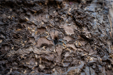 Termites are eating the wood of the house. They destroy houses, wooden parts and destroy wood products.