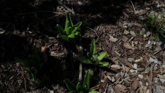 first hyacinth sprouts in the garden in the early spring