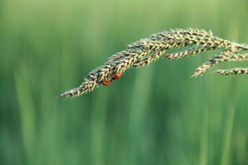 Insect and grass top on a green background.