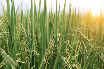 Asia Agriculture and Thai rice concept.