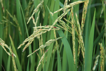 Asia Agriculture and Thai rice concept.