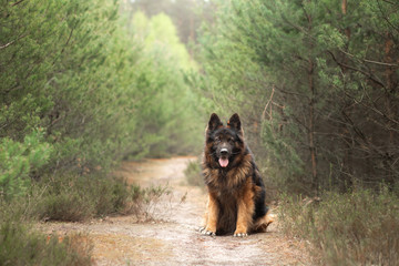 fluffy German shepherd in nature. dog in the forest