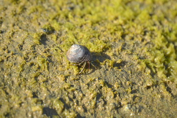 snail on stone