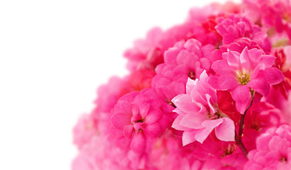 Sprig with pink flowers isolated on a white background