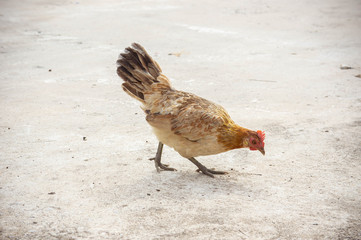 hen or chicken animal life