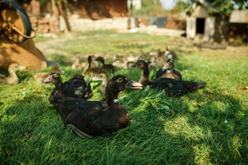 Ducks on green grass. Farm in the village.