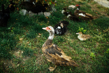 Ducks on green grass. Farm in the village.