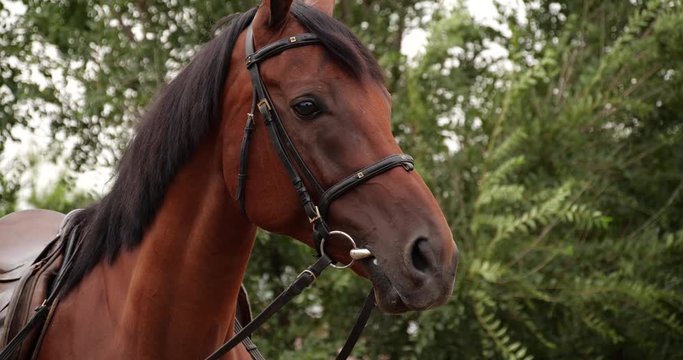 Beautiful chestnut horse in leather bridle outdoors