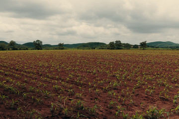 Fototapeta na wymiar Growing cane crop for sugar production in Thailand