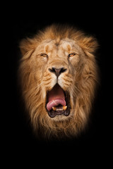  maned male lion, with yellow (amber) eyes resembling a king, imposingly relaxes, wiping its wide red mouth. portrait in isolation, black background.