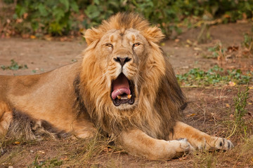  maned male lion, with yellow (amber) eyes resembling a king, imposingly relaxes, wiping its wide red mouth.