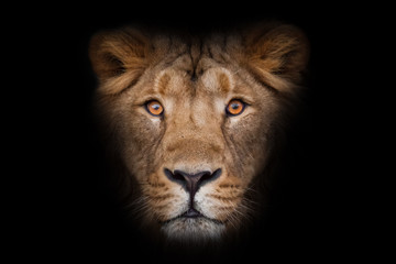 Fototapeta na wymiar maned male lion with yellow (amber) eyes looks at you anxiously and attentively, close-up face. portrait in isolation, black background.