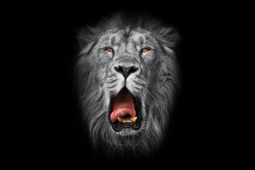 the white lion is a white muzzle (black and white), yellow (amber eyes) and a red mouth, similar to a gray king.. portrait in isolation, black background. - obrazy, fototapety, plakaty