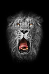 the white lion is a white muzzle (black and white), yellow (amber eyes) and a red mouth, similar to a gray king.. portrait in isolation, black background.