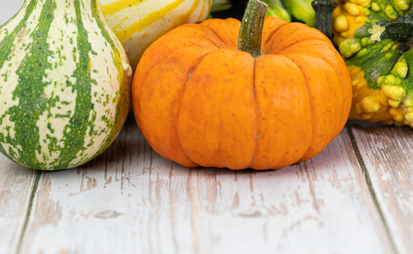 Pumpkins. Season. Vegetable. Autumn. Colorful. Various. Fall