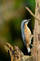 birds sitta europaea