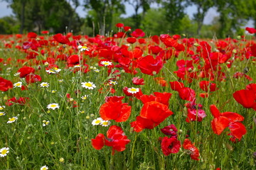 field of poppies and daisies