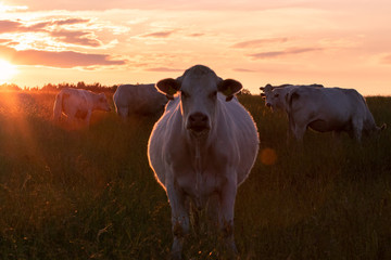 cow in the field