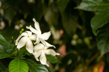 Close up view of White flowers in a garden