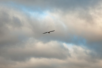 Seagull Flying in the Cloudy Sky. Seaside near Jurmala Beach