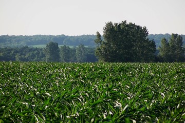 A knee high corn field with trees in the background.