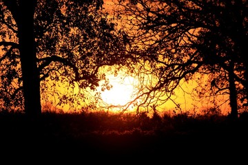 The sun sets behind silhouettes of decidous trees with a vibrant orange sky.