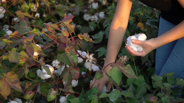 Cotton harvesting. Female turkish harvester working in blooming cotton field, manual labor concept 4k