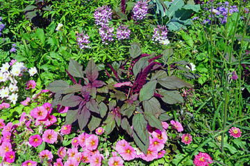 Summer view of a mixed flower border with green lacinato kale leaves