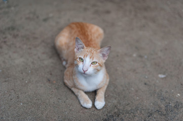 Thai cute cat. Cat's movements.