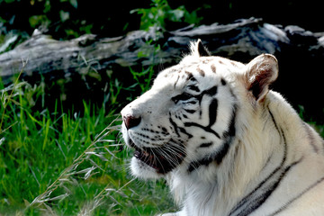 Fototapeta na wymiar Primo piano di tigre bianca