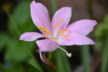 Fototapeta premium LA BELLEZA DE UNA FLOR