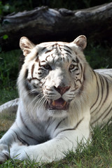 Obraz na płótnie Canvas Testa di tigre bianca