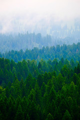 Panele Szklane  Burzowy las w górach Chmury i mgła