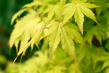 yellowish maple foliage celebrating the beginning of fall, blurry background