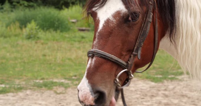 Beautiful horse in leather bridle outdoors, closeup
