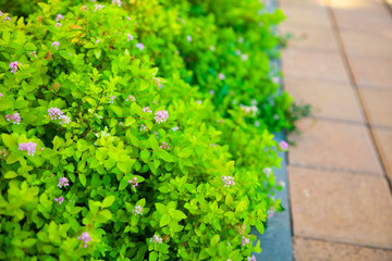 Green vibrant hedge with pink flowers