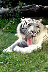 Sbadiglio di tigre bianca