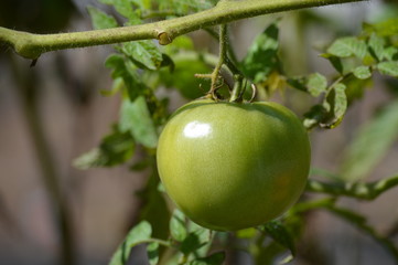 Tomato growing in the garden