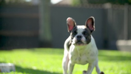running french black and white french bulldog slow motion 