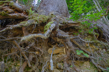 forest beauty in autumn