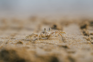 Closeup of small crab on a beach